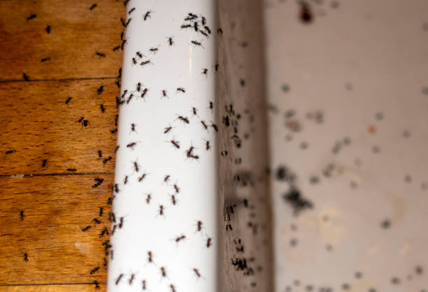 Best Best Pest Control Companies  in Midway, UT