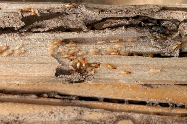 Wildlife Control Services in Midway, UT