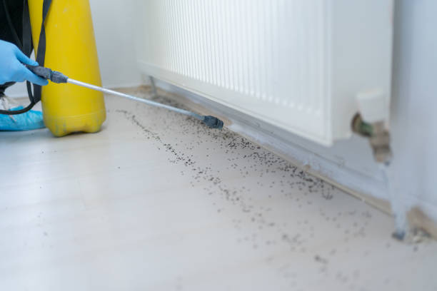 Trusted Midway, UT Pest Control Experts